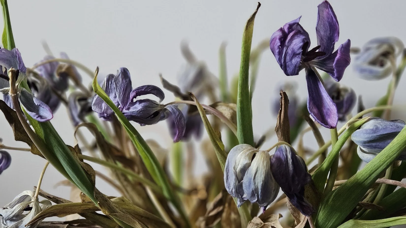 20240421_flowers 2_IP