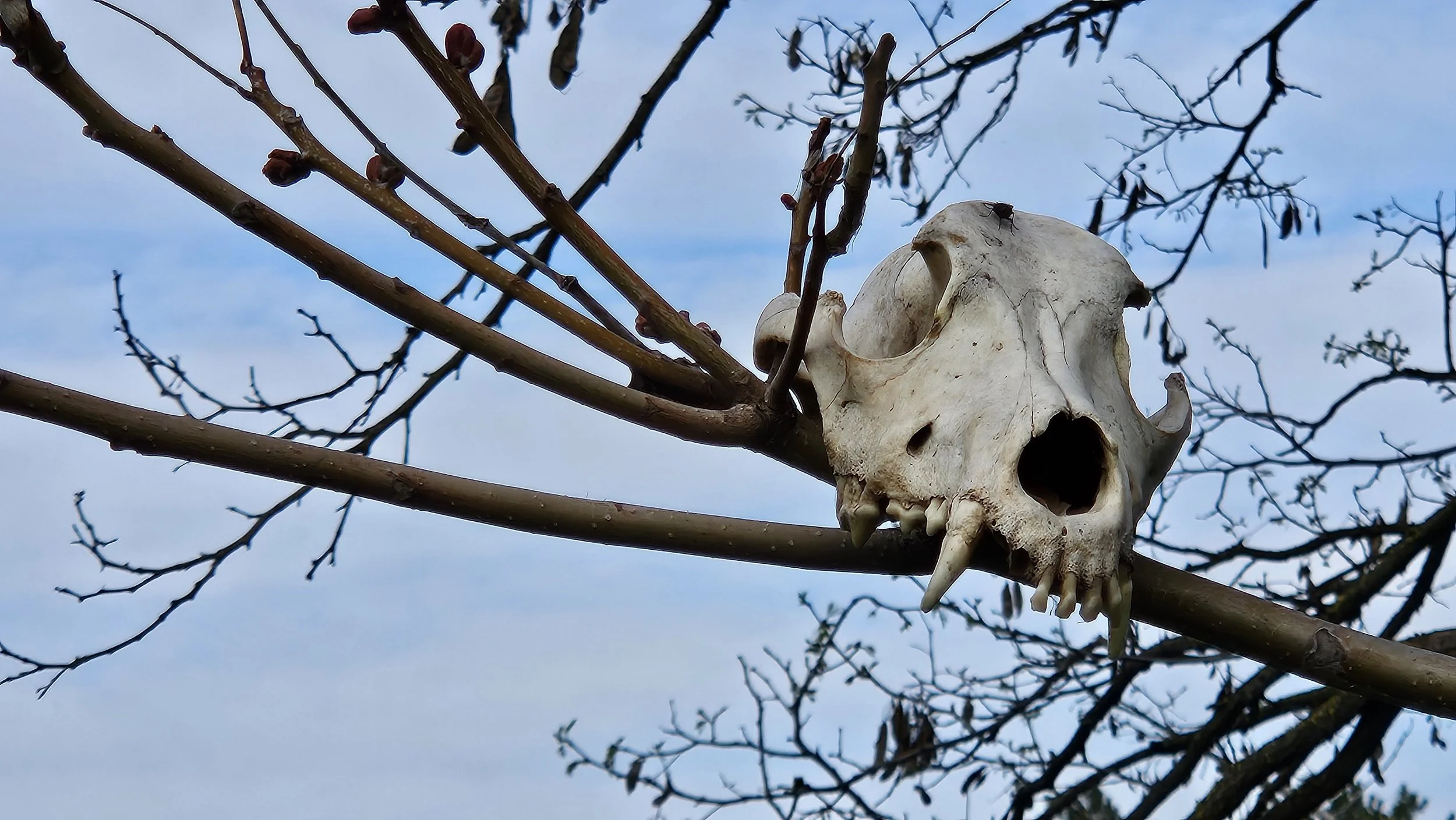 20250405_in animated_IP