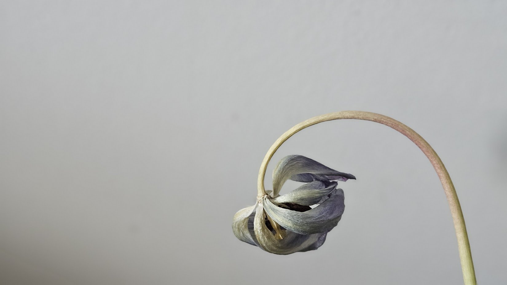 20240421_flowers 5_IP