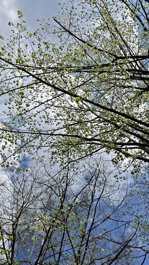 20250405__trees 7_IP