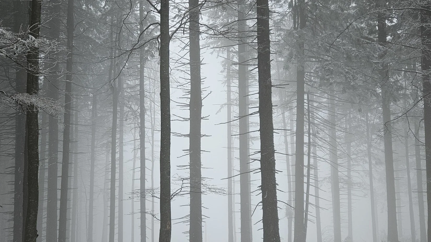 20250215__all white 6_IP