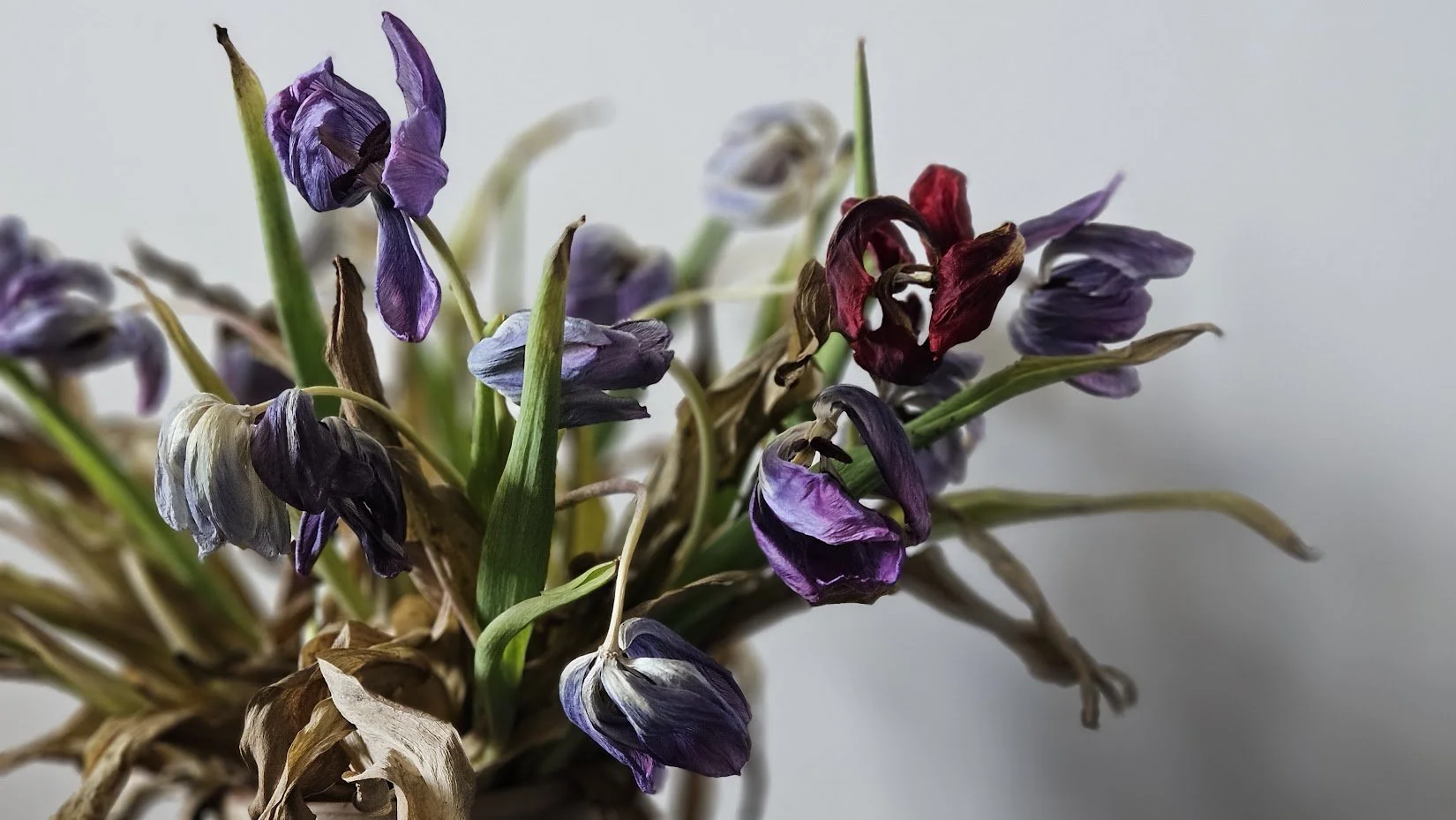 20240421_flowers_1_IP