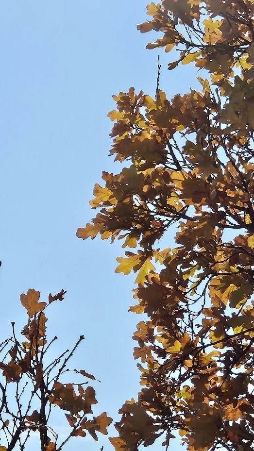 20241124__trees 4_IP