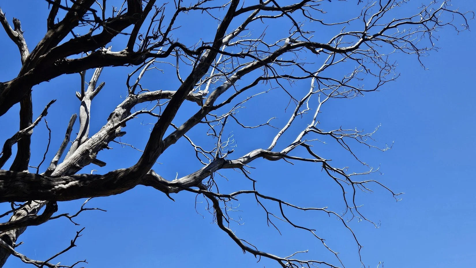 20250709__trees 9_IP