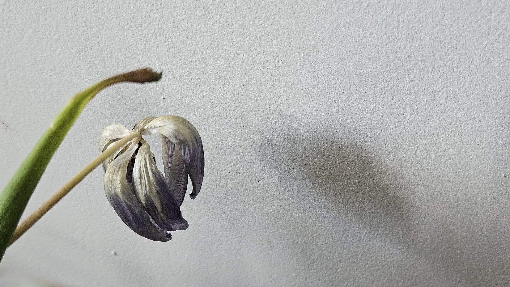 20240421_flowers 4_IP