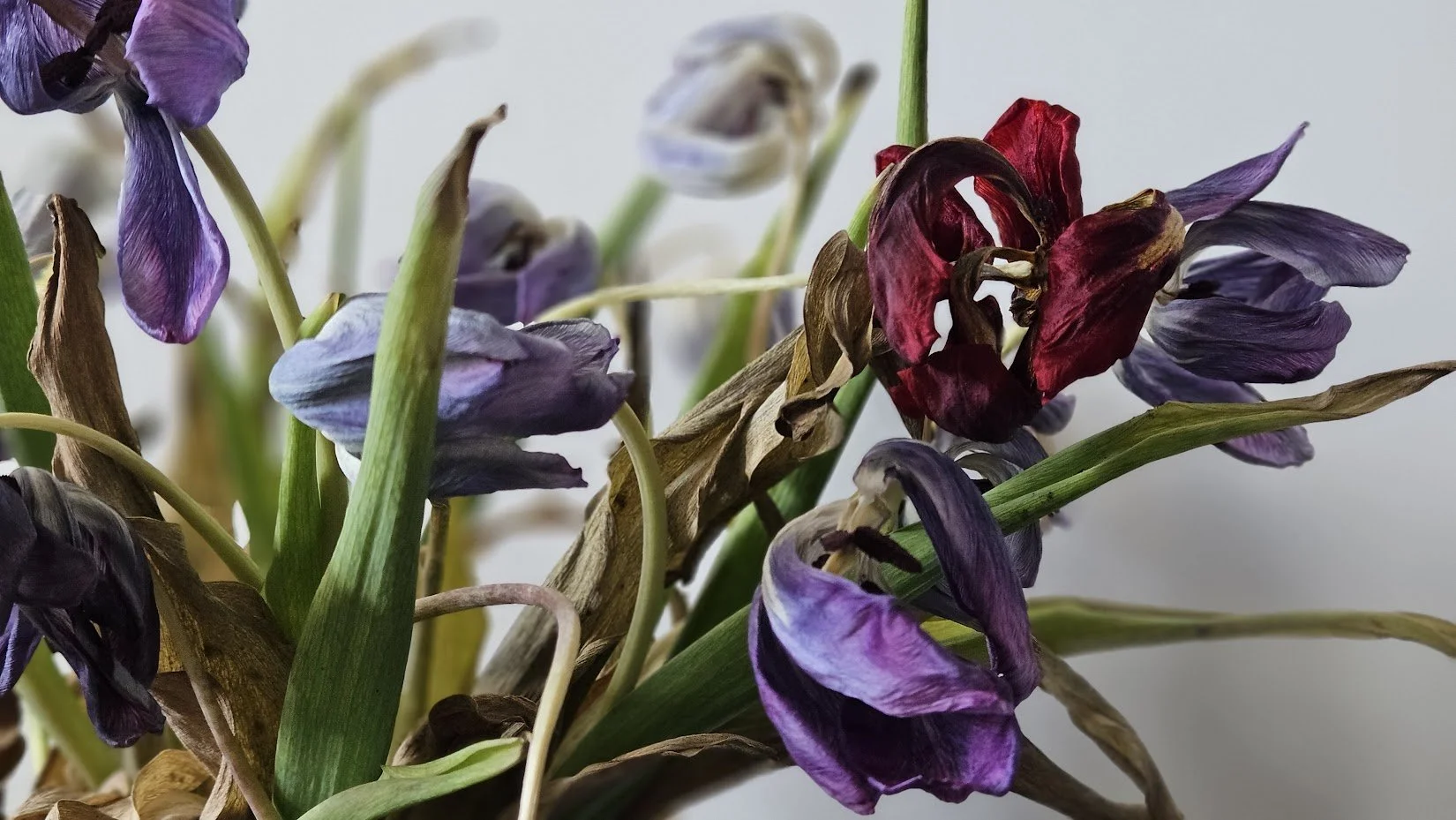 20240421_flowers 3_IP