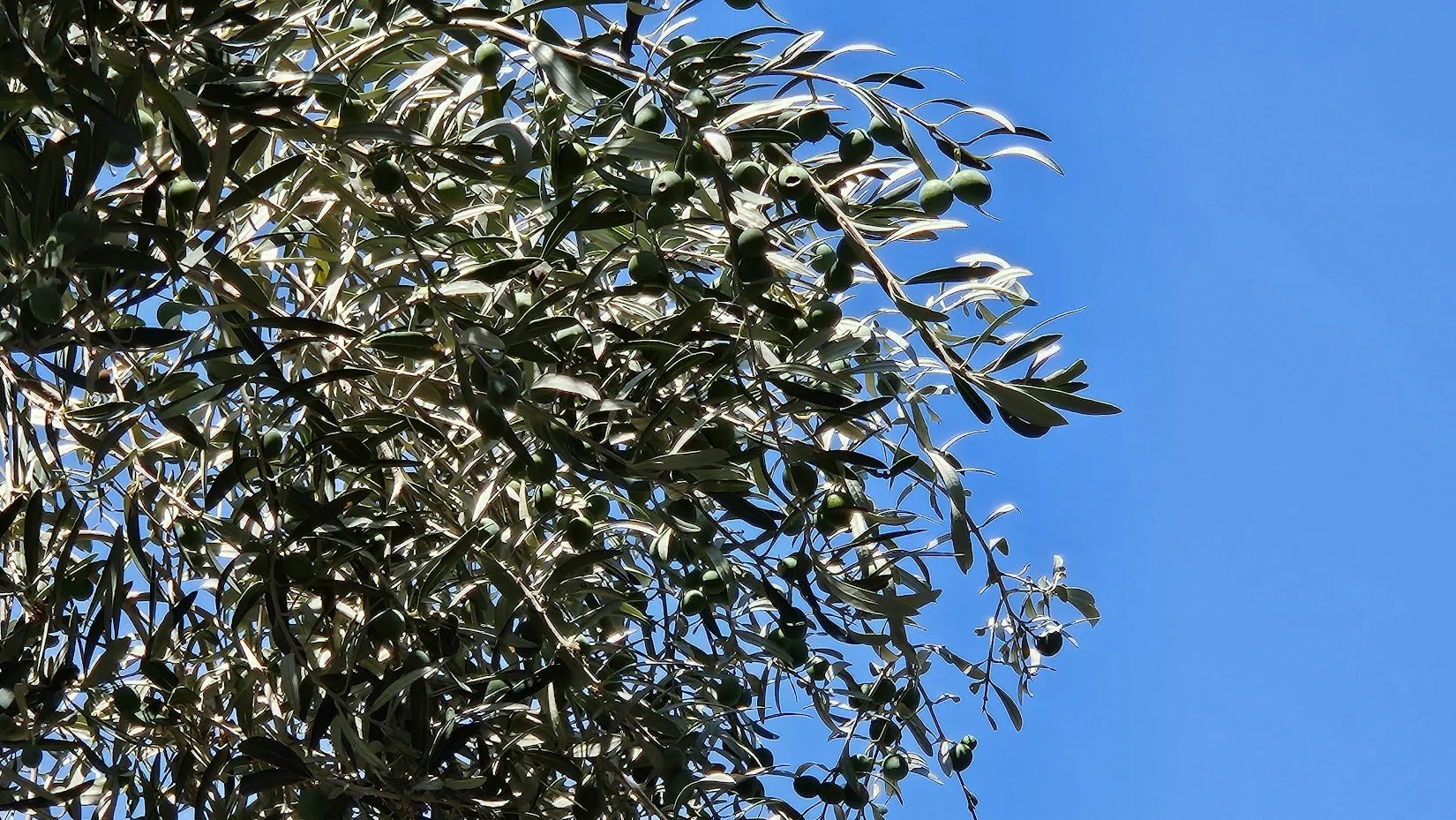 20250711__trees 10_IP