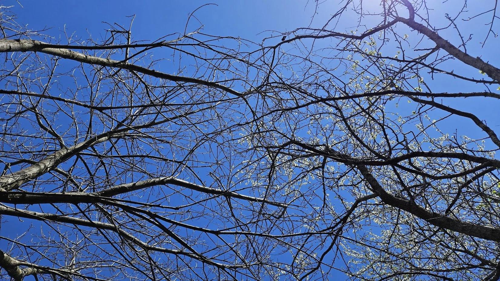 20250420__trees 8_IP