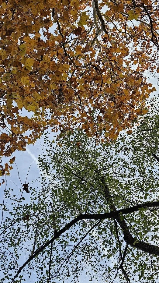 20241102_trees 1_IP