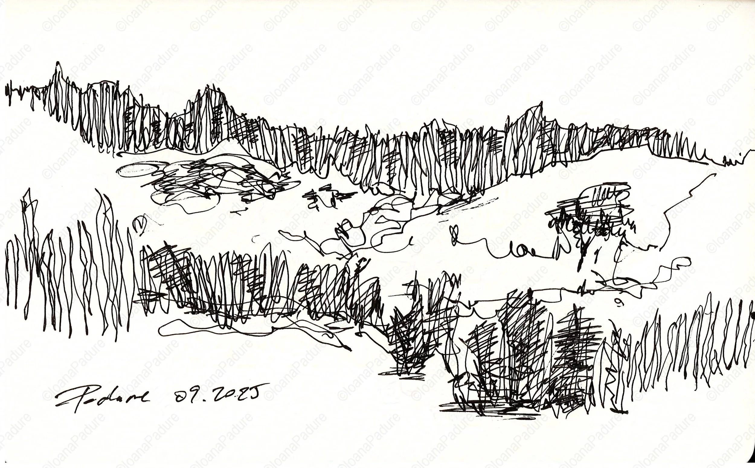 liner on paper, 13x21cm, 09.2025 (9/16)