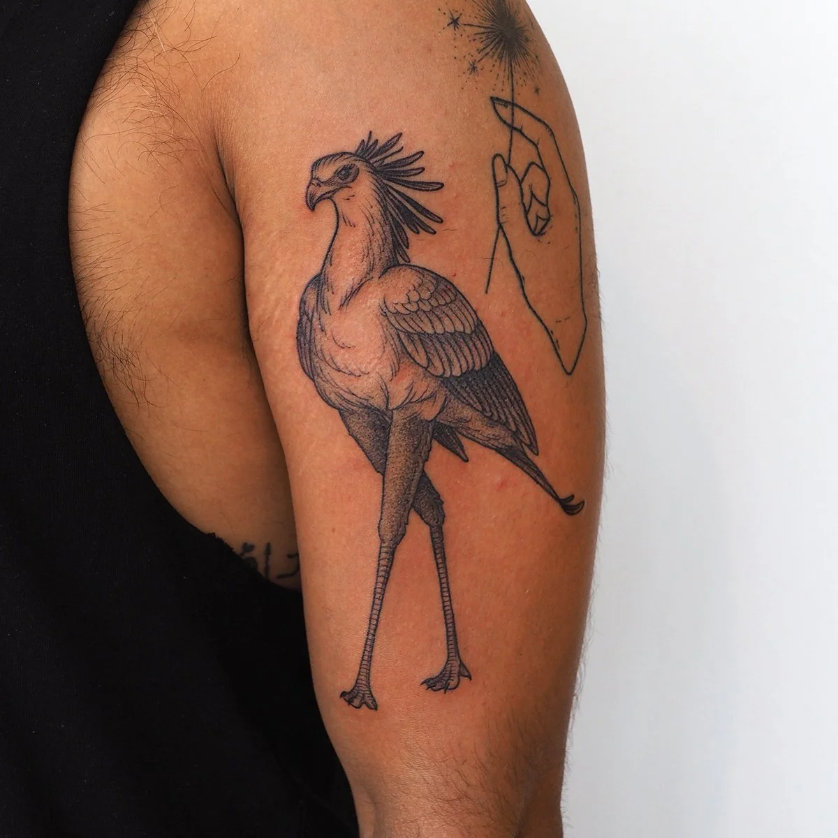 qasim secretary bird.jpg