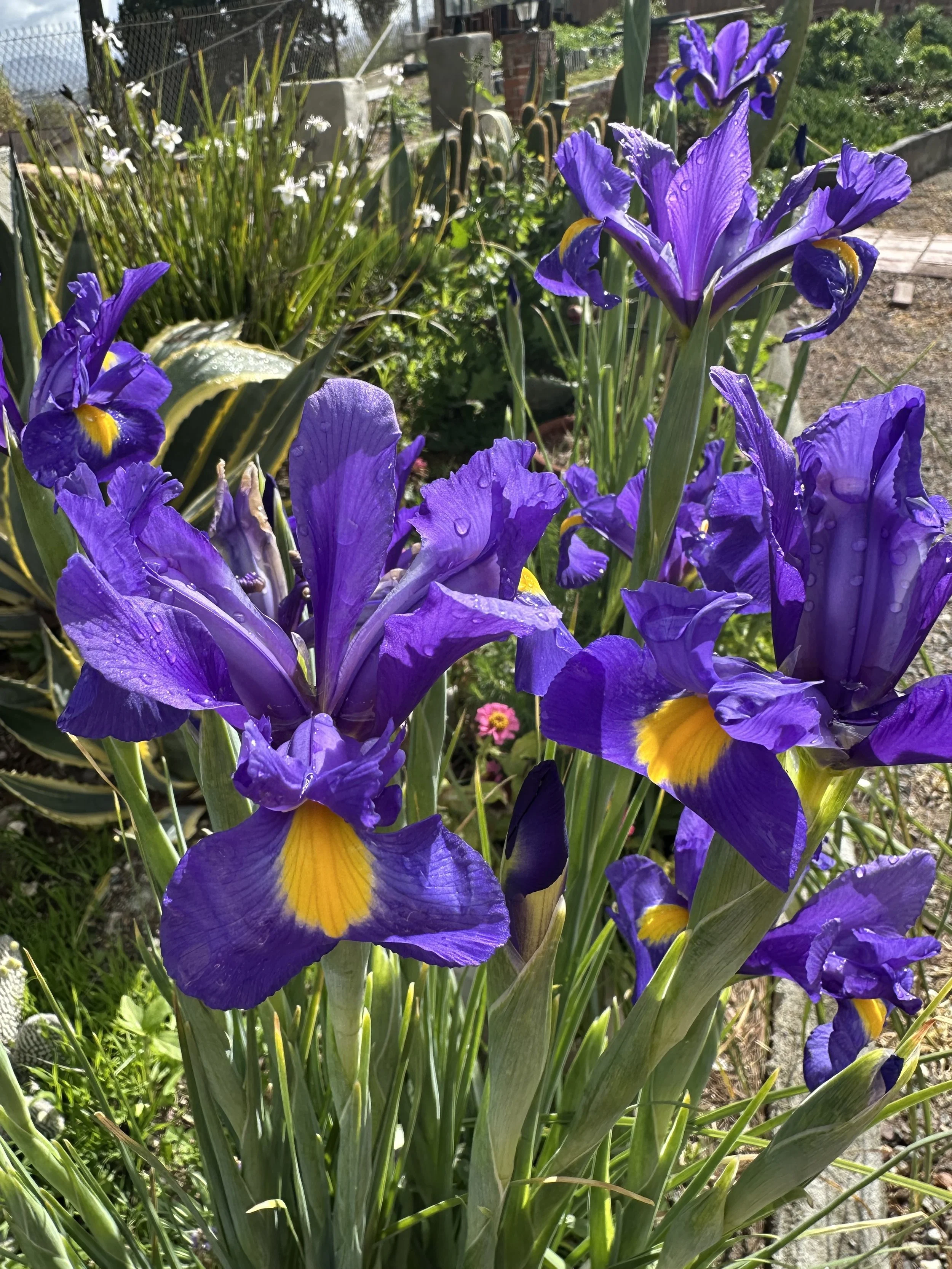 Musings:  An Introduction