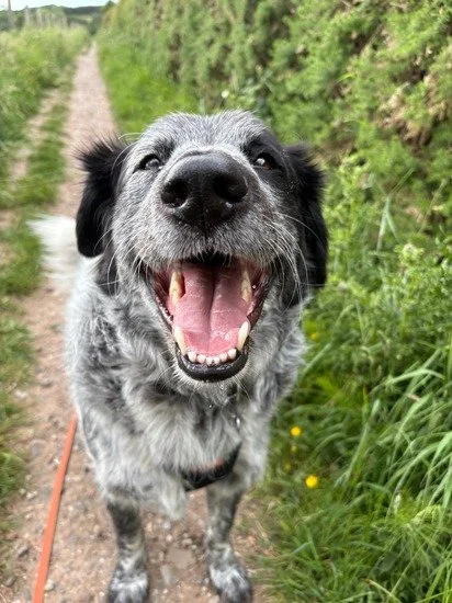 Close-up of a smiling black and white dog on a trail, surrounded by green grass and bushes.