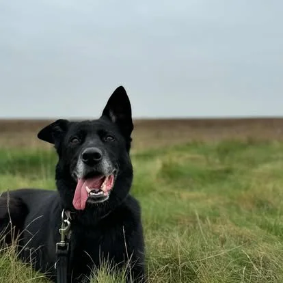A black dog with pointy ears and a pink tongue out, sitting on a grassy field with a cloudy sky in the background.