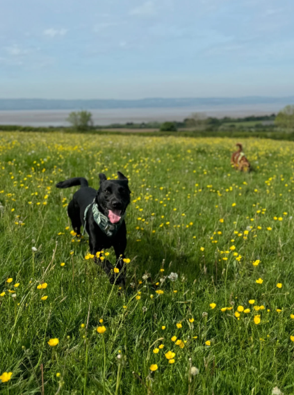 A black dog running through a field of yellow flowers with a person sitting in the background, overlooking a lake under a partly cloudy sky.