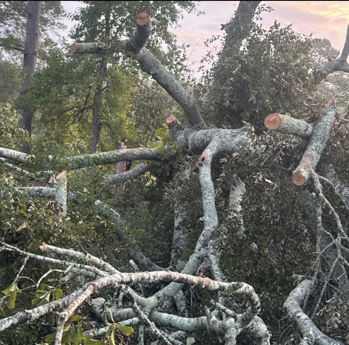 What to Do When a Storm Drops a Tree on Your Property