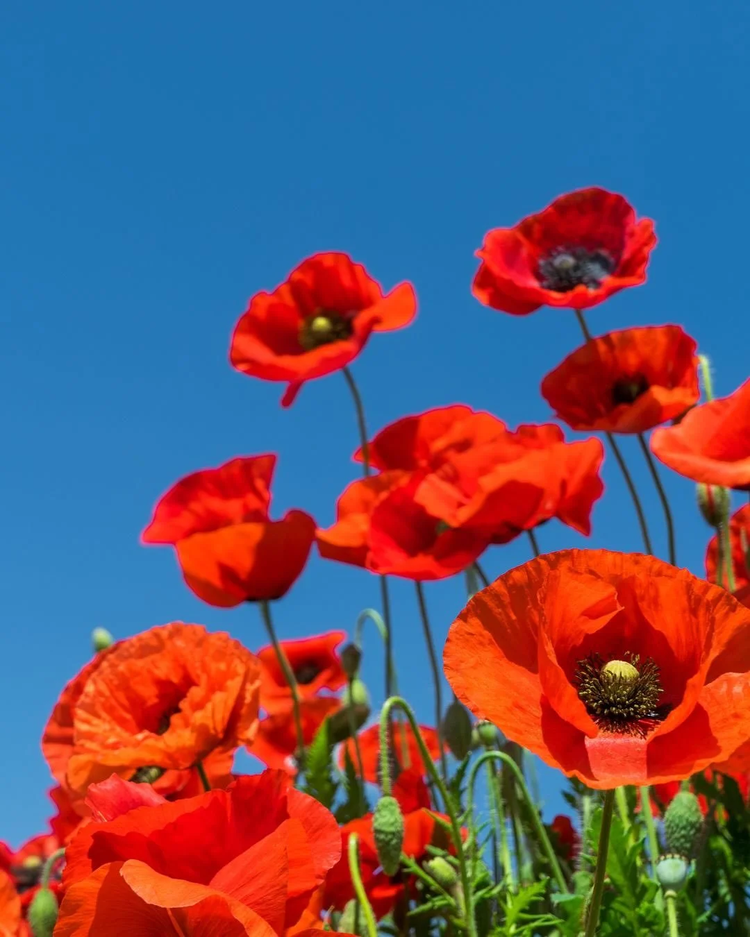 Lest we forget.

I still remember walking through the quiet rows of markers in Northern Europe &mdash; white stones stretching so far they disappeared into the horizon.

There was a heavy silence there. Not empty &mdash; but full. Full of lives, stor