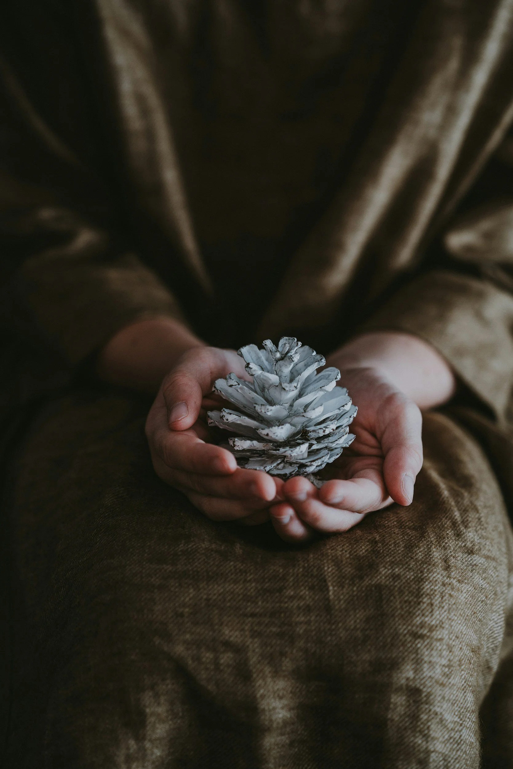 Two hands gently holding a small evergreen branch, representing simplicity and mindful presence during the holidays.