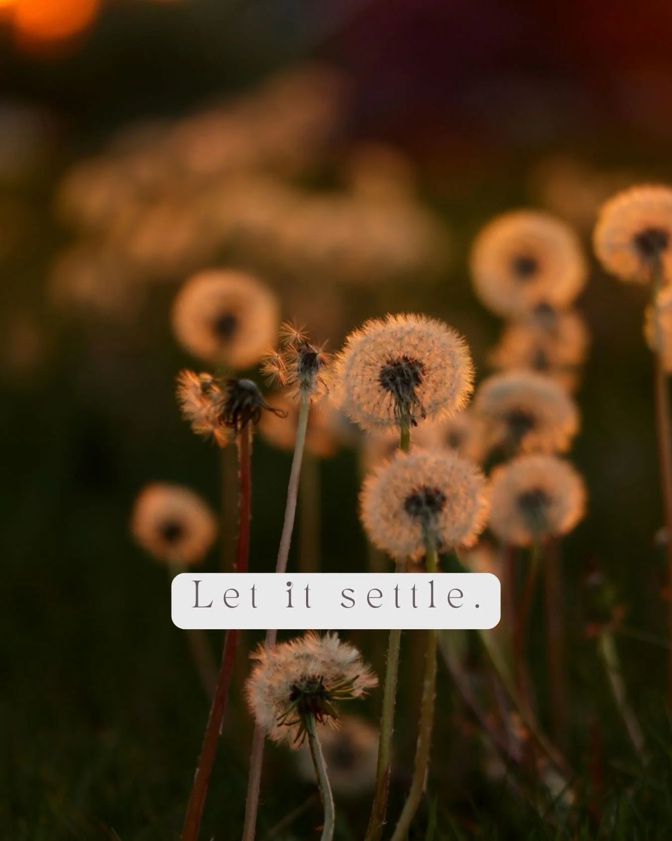 Before this week ends, pause.

Let your body catch up to your life.

Integration happens in stillness, not effort.

Wintering is not passive.
It is restorative.

If you need a place to land, my free Wintering with Grief workshop will be held March 4.