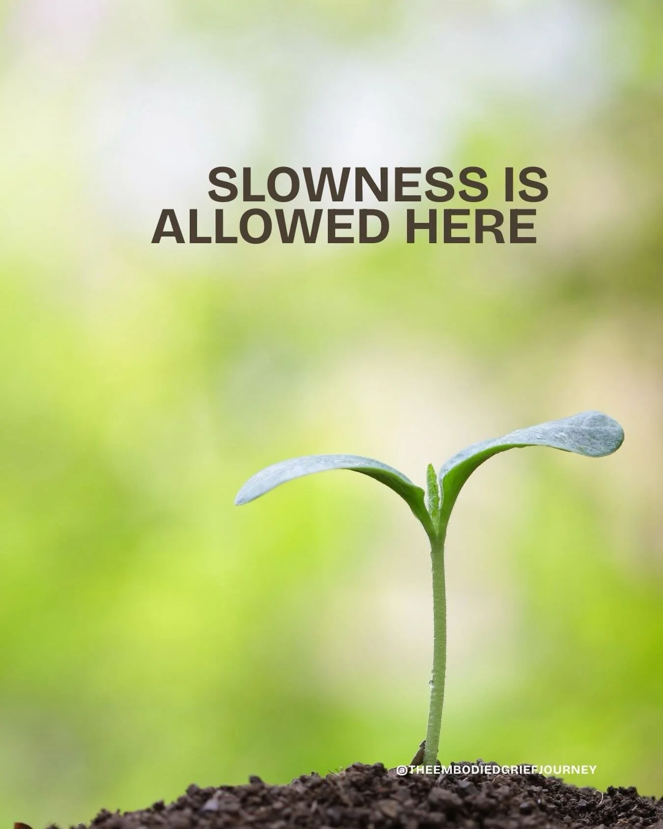 A gentle rebellion, Friend:

You don&rsquo;t have to rush your healing.
You don&rsquo;t have to transform grief into productivity. 
You don&rsquo;t have to explain why it still matters.

In gardening, forcing a plant to grow faster usually harms the 