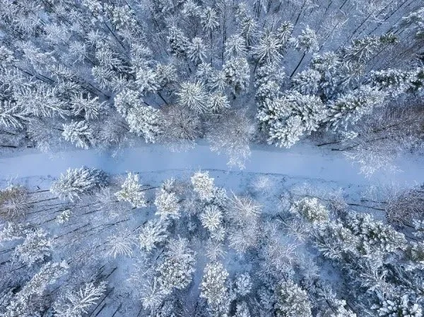 Quiet winter forest path with bare trees and soft light, creating a calm and contemplative atmosphere.