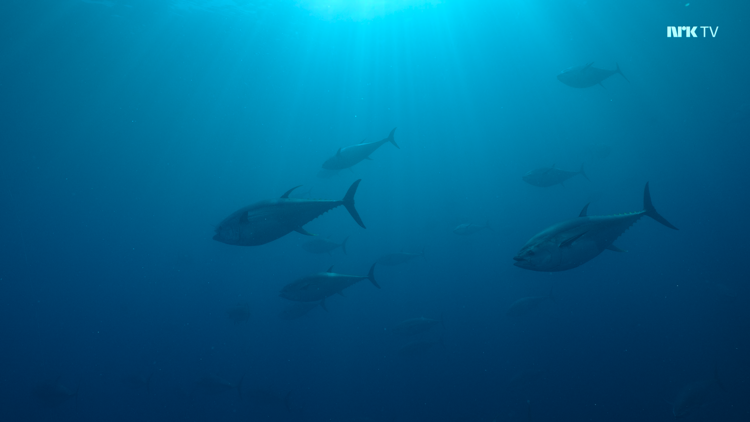 Jakten på Monstermakrellen_Framegrab_2425-02.png