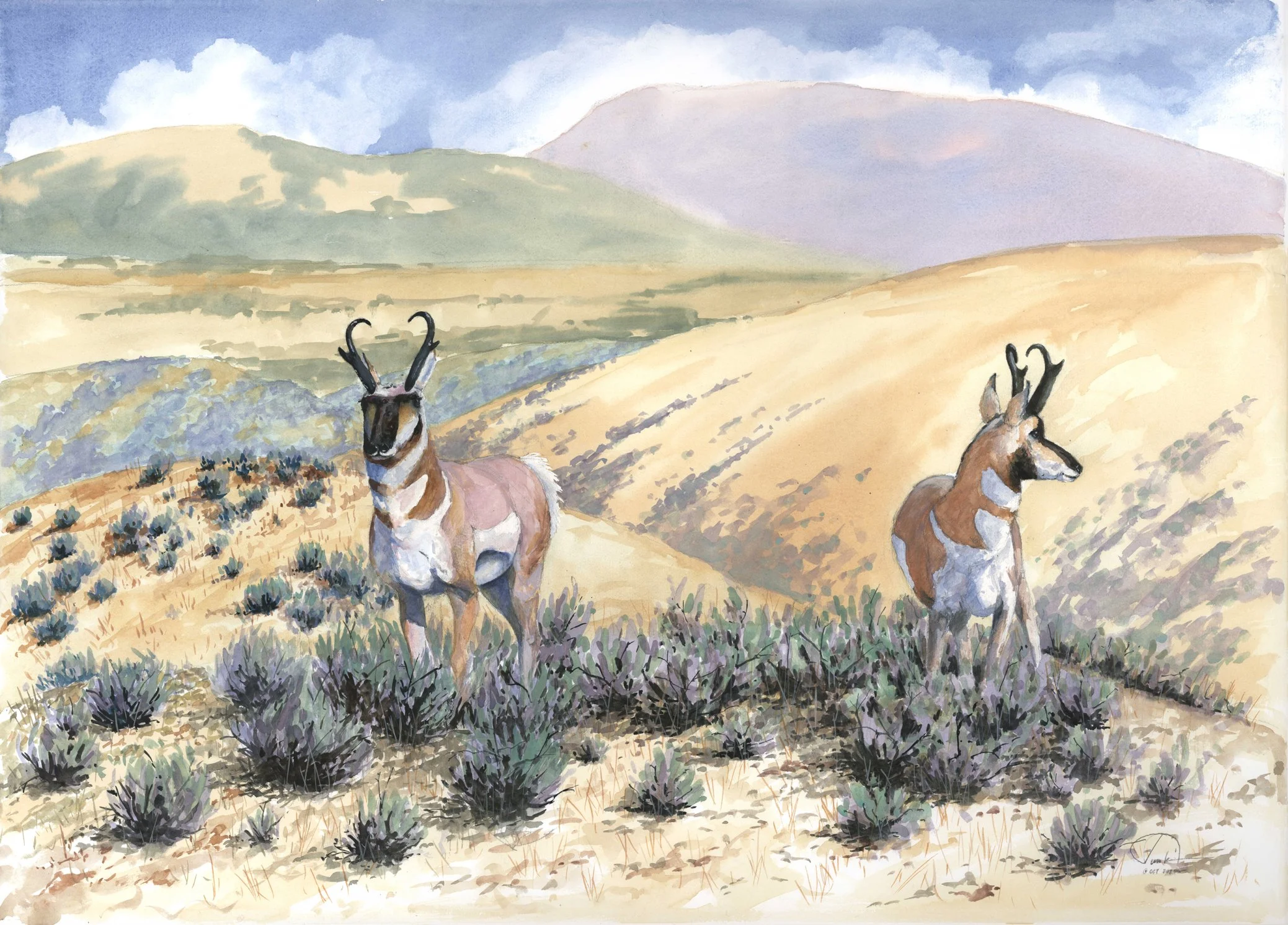 Antelope+pair+21x29+lo+res.jpg