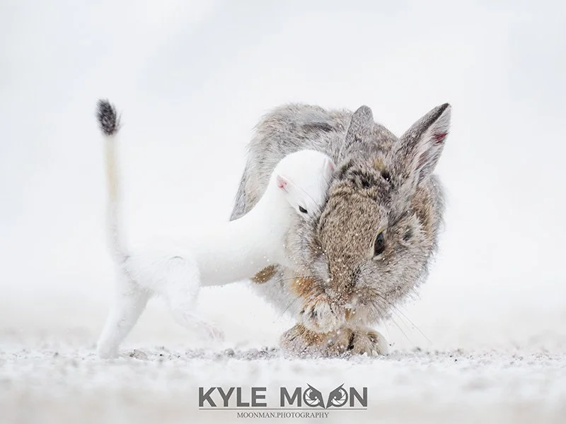 KyleMoon-_2071965.jpg