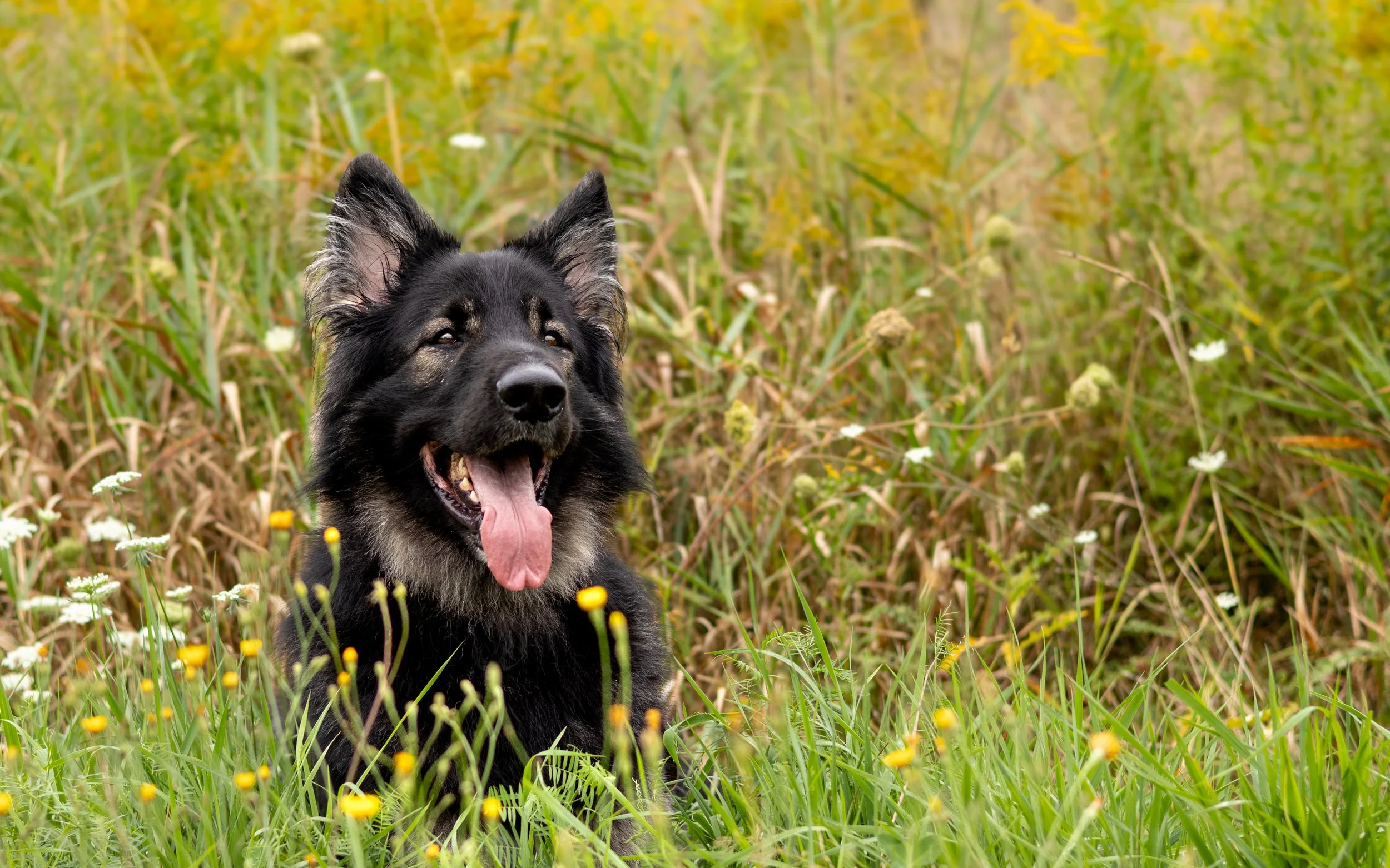 ARCHER-EVERYDOG (26 of 32).JPG