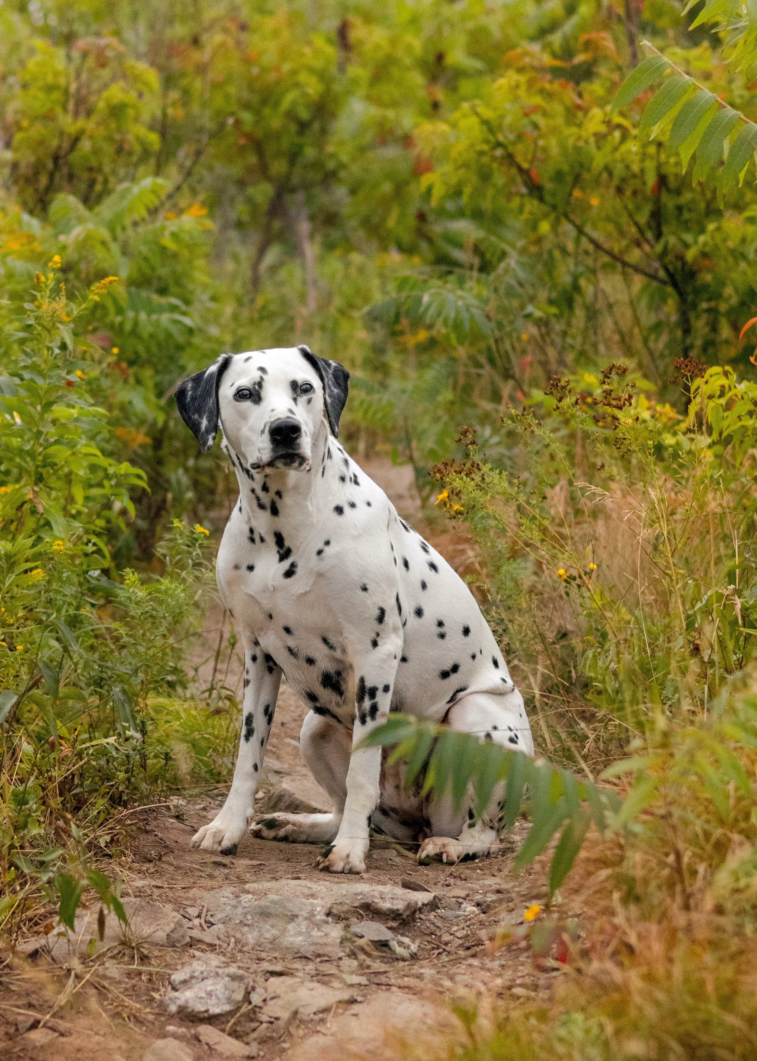 DAISY-EVERYDOG-9364.JPG