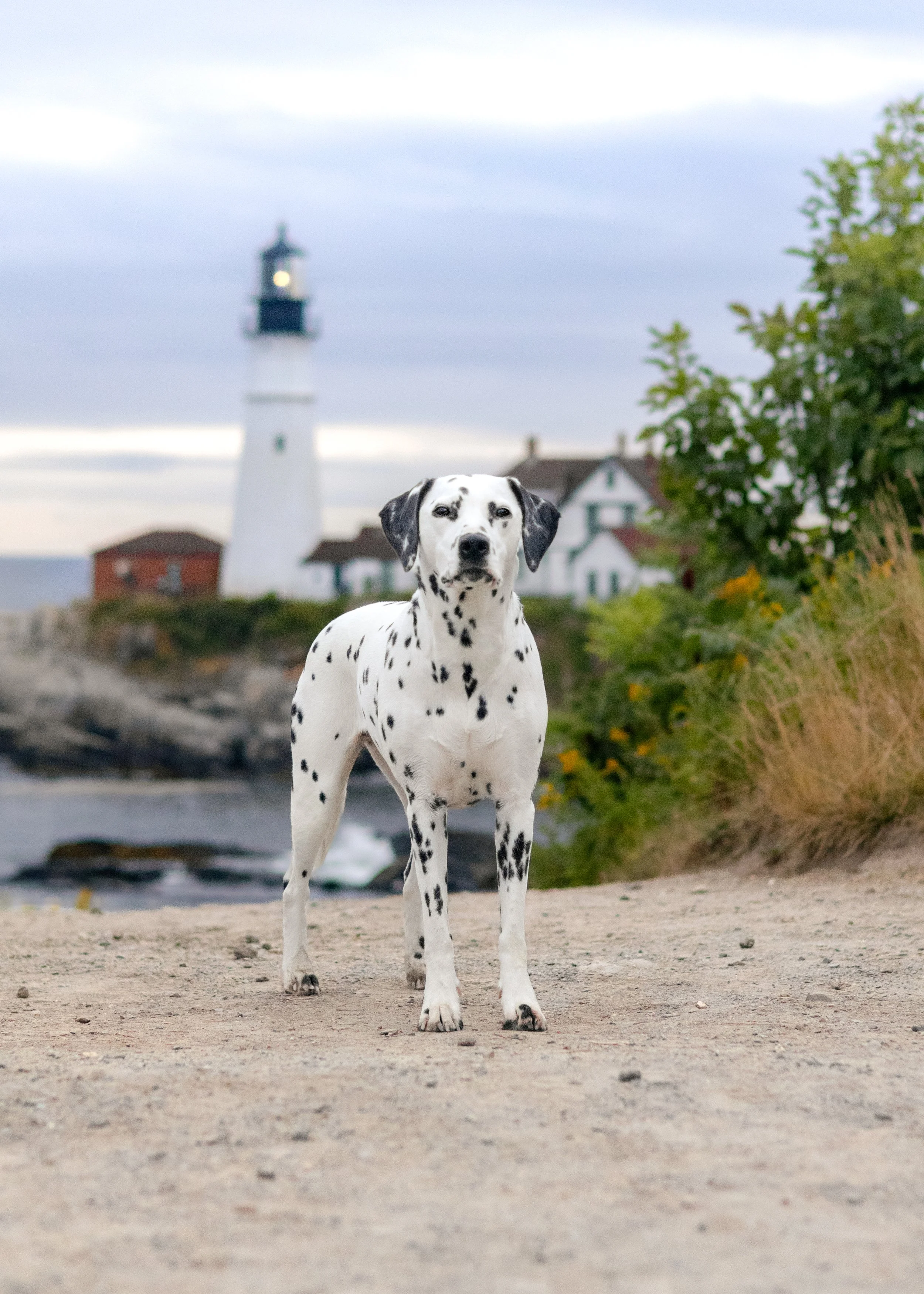 DAISY-EVERYDOG-9229.JPG
