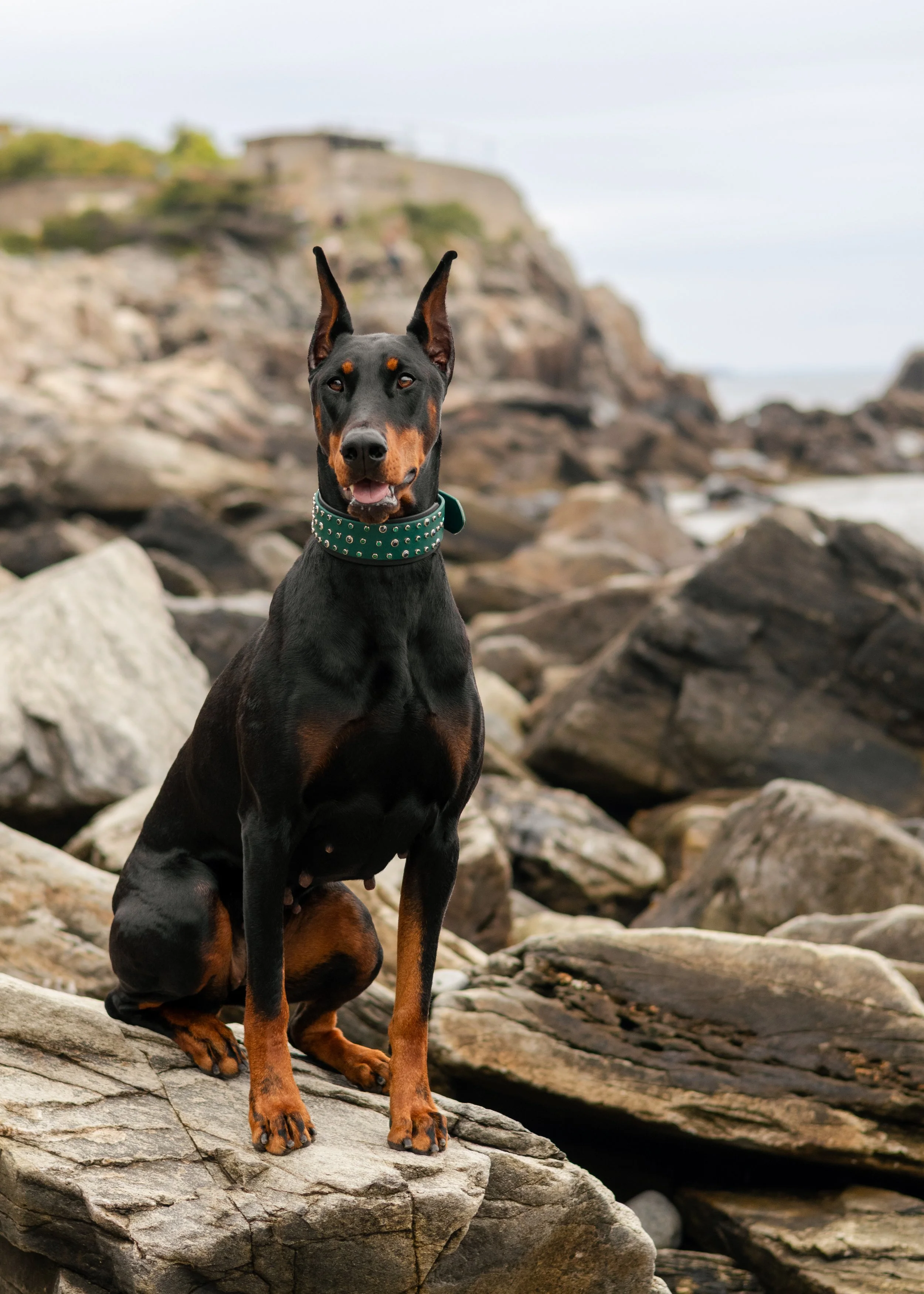 OMEN-EVERYDOG-8.JPG