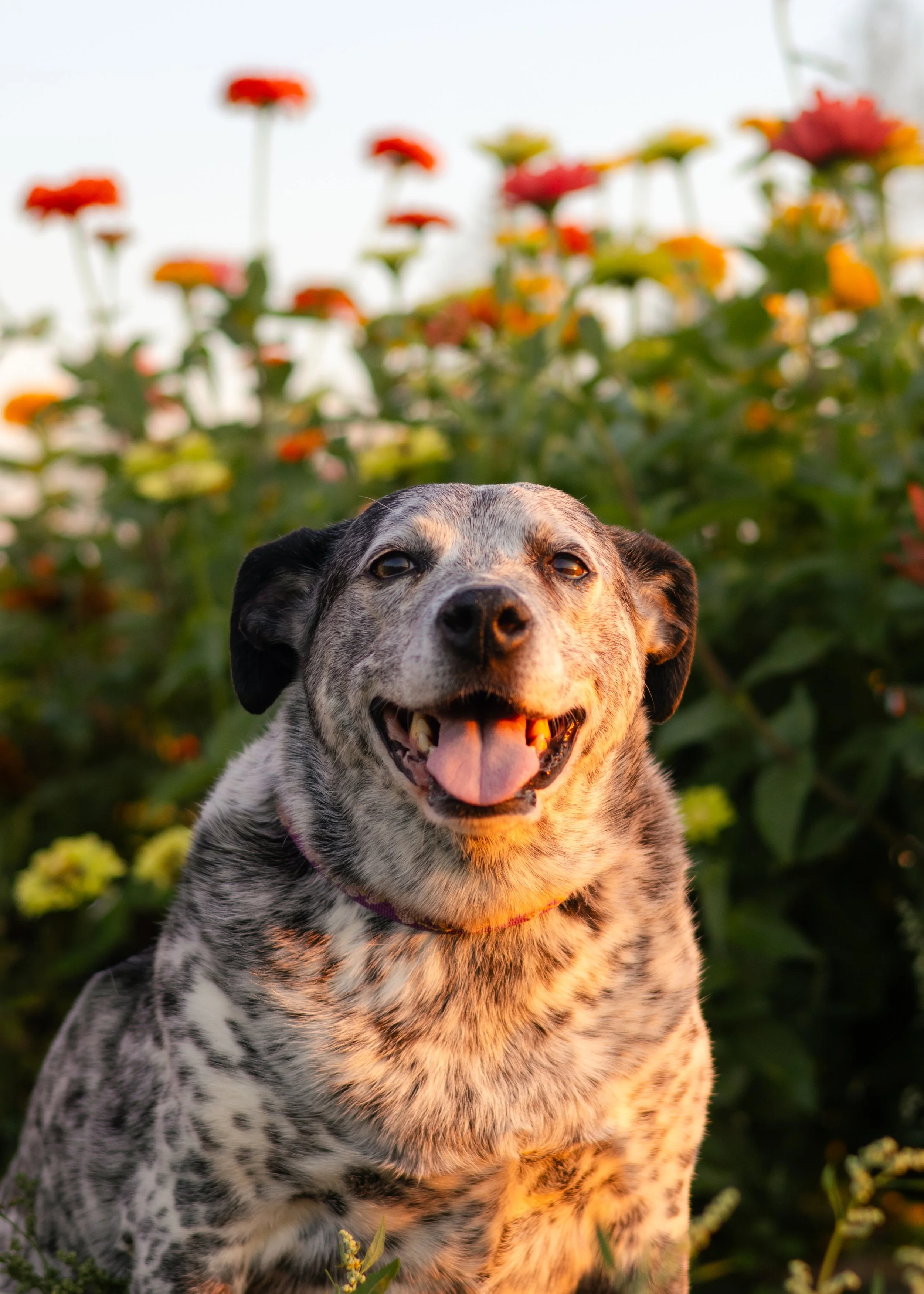 DAISY-FRENCHFRY-6.JPG