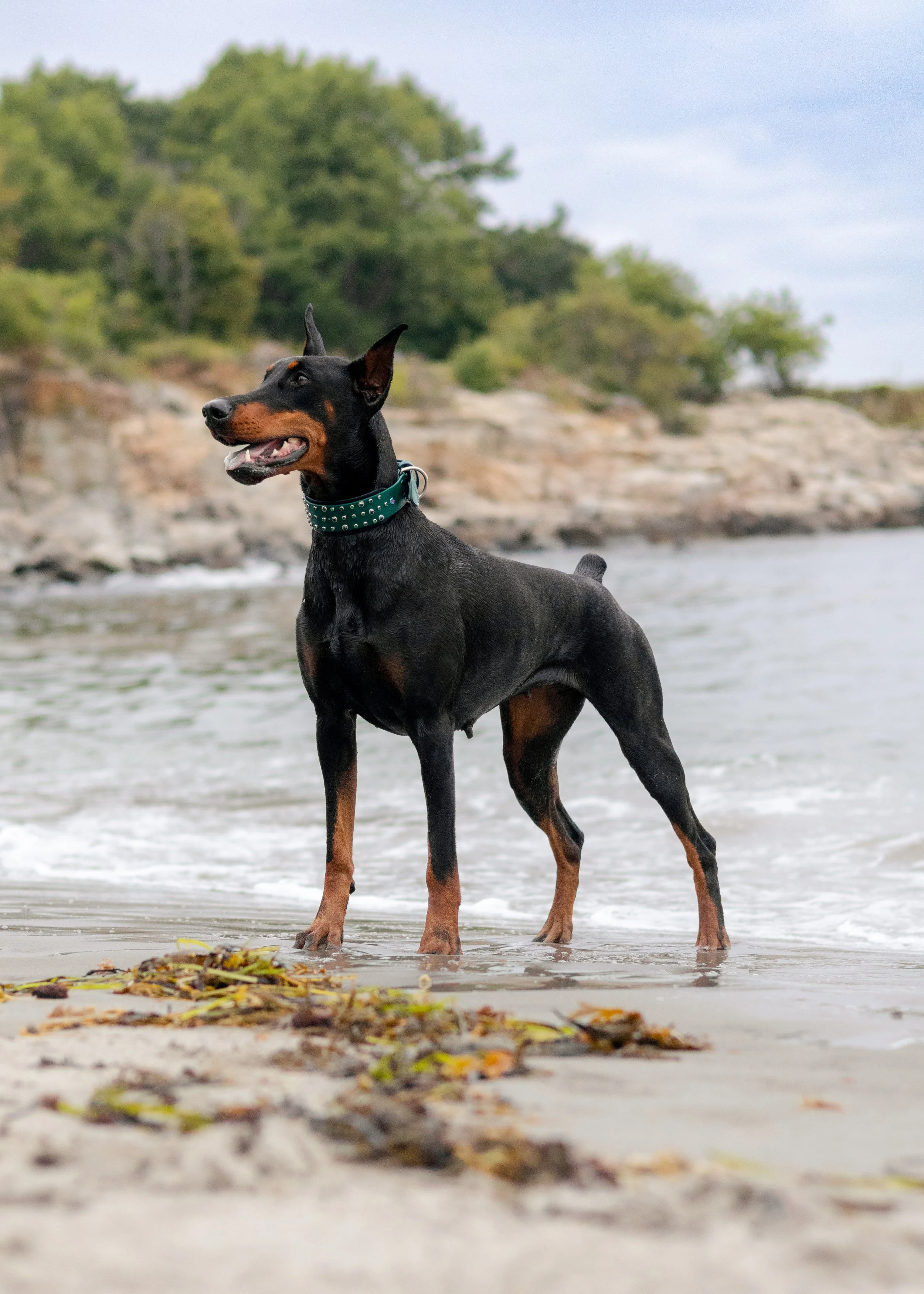 OMEN-EVERYDOG-11.JPG