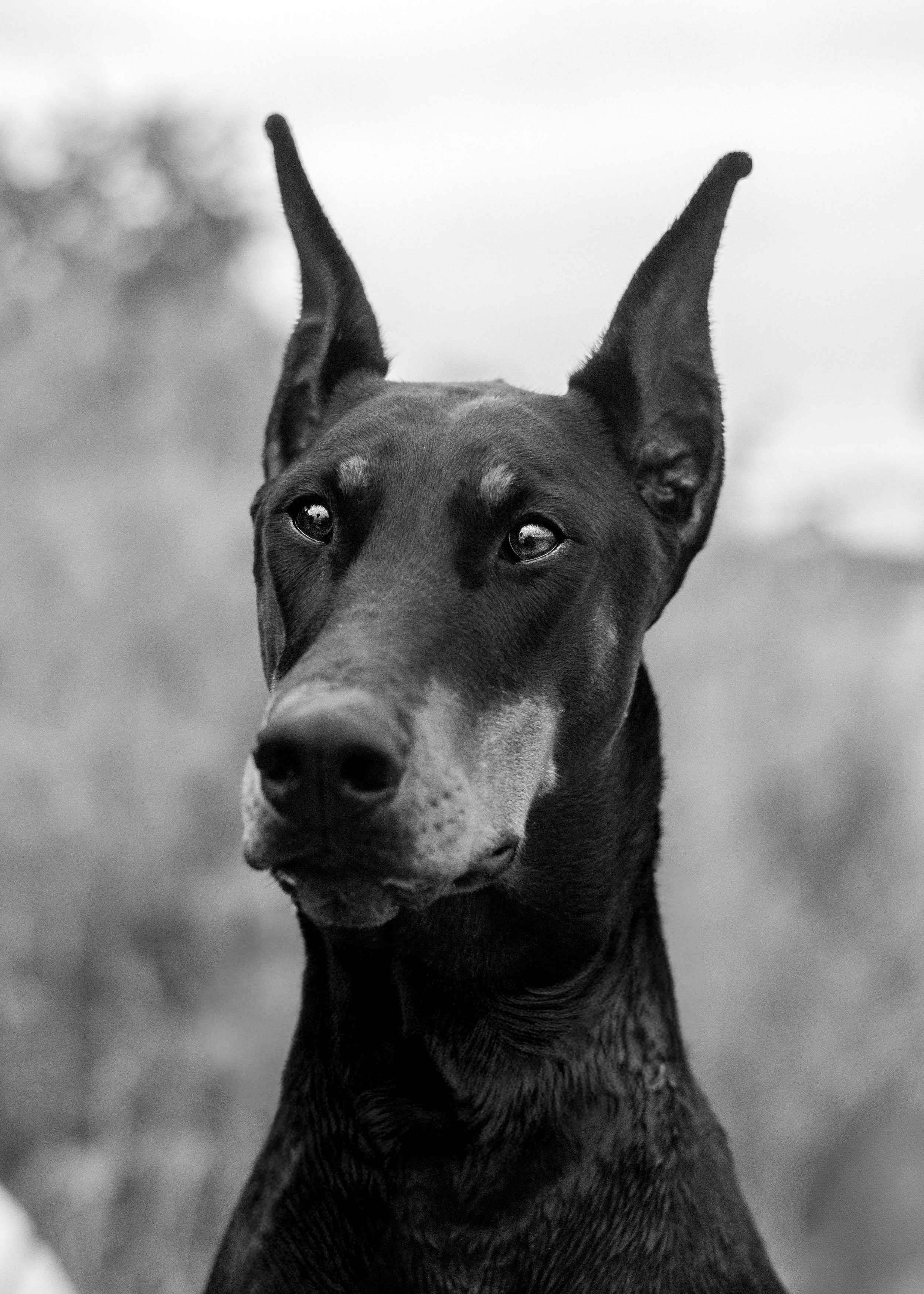 OMEN-EVERYDOG-18.JPG