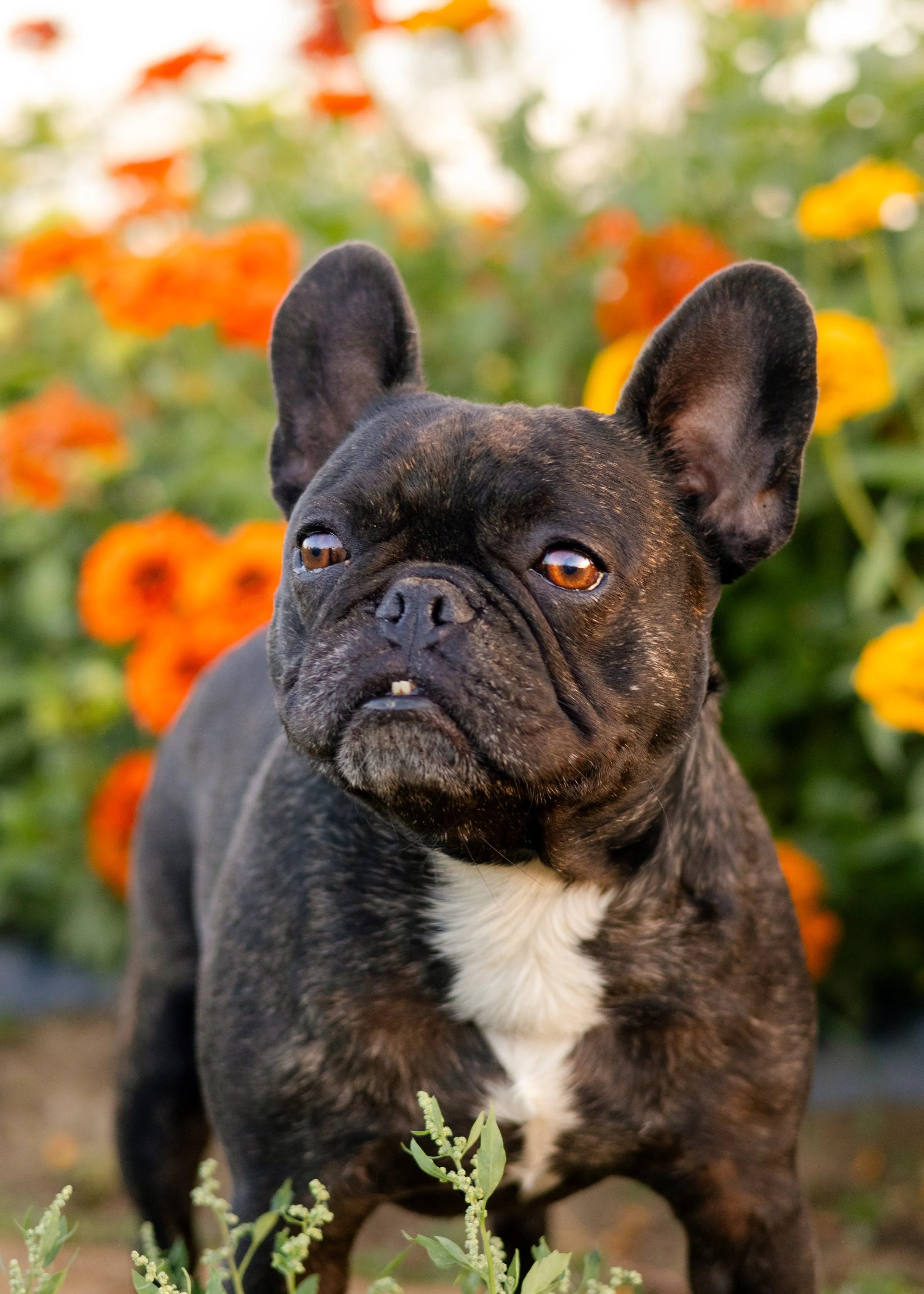 DAISY-FRENCHFRY-9.JPG