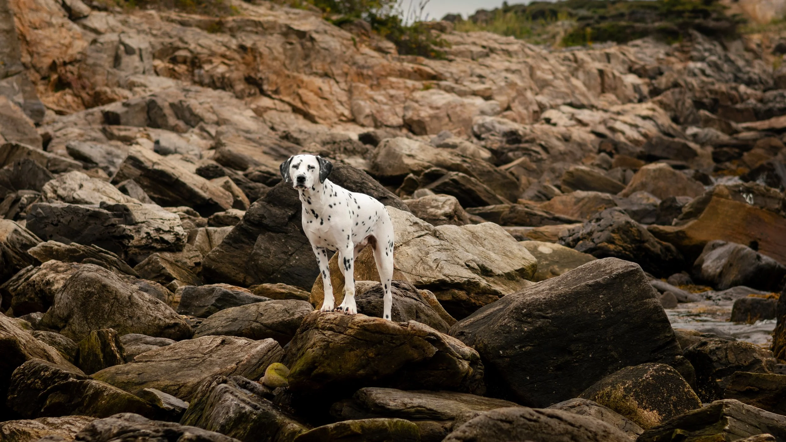 DAISY-EVERYDOG-8829.JPG
