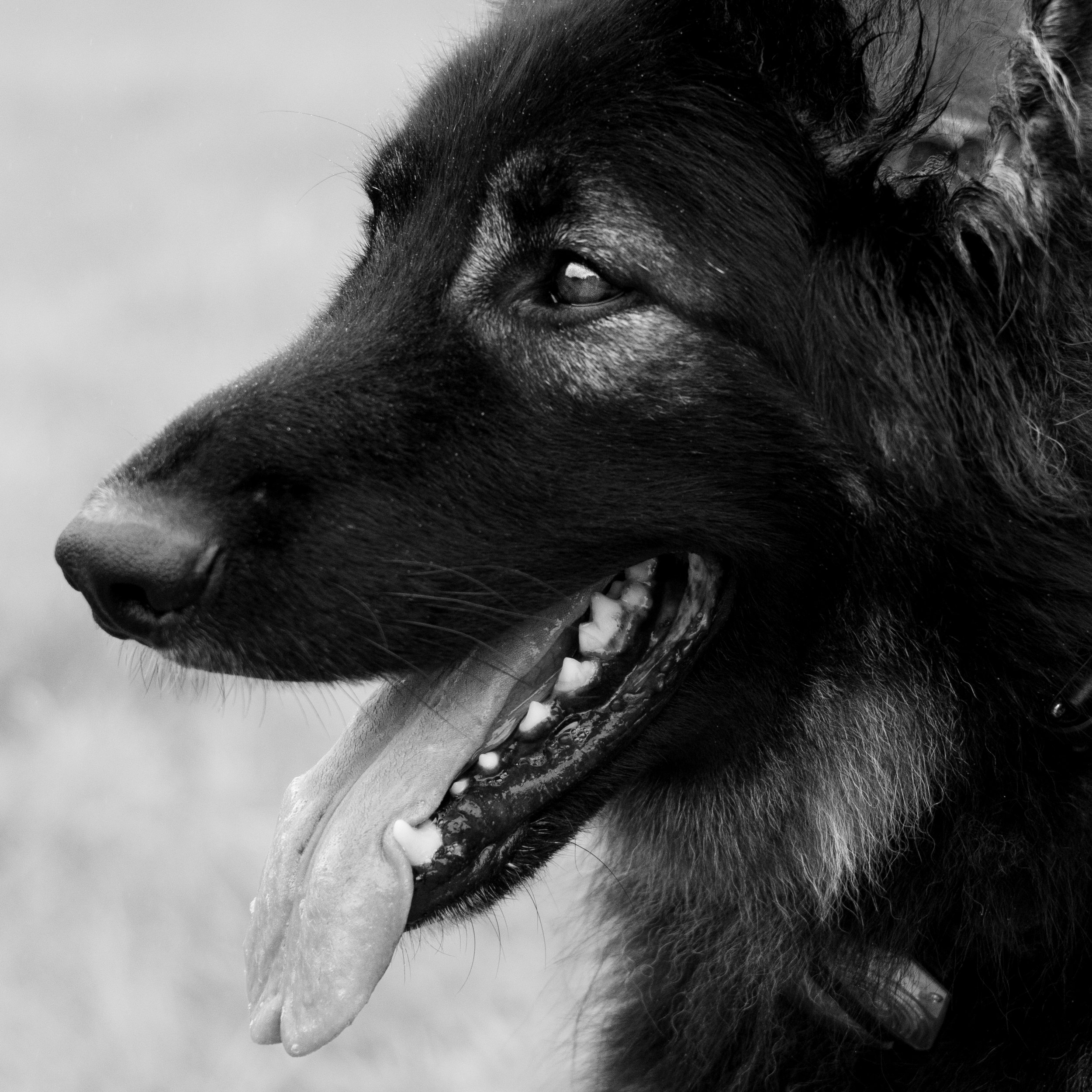 ARCHER-EVERYDOG (11 of 32).JPG