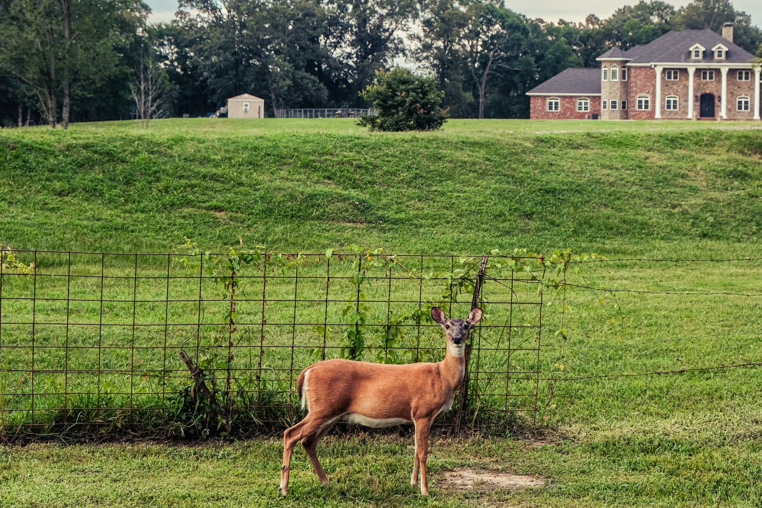 Deer - Almyra, Arkansas