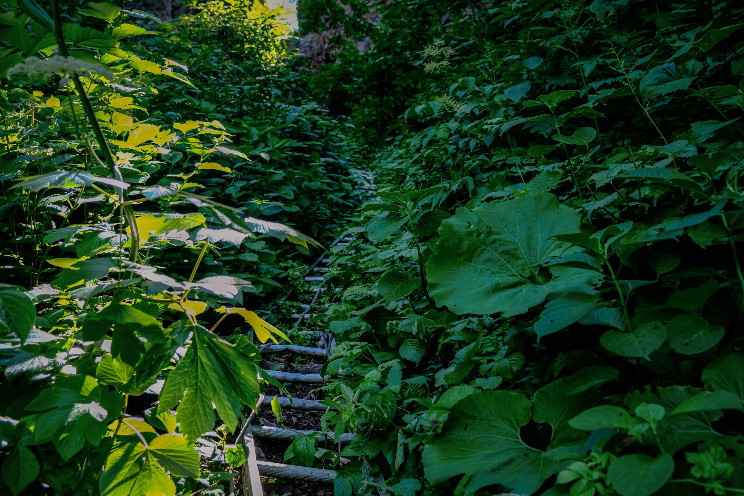 The Path to Hakuryu Honin - Otaru, Japan