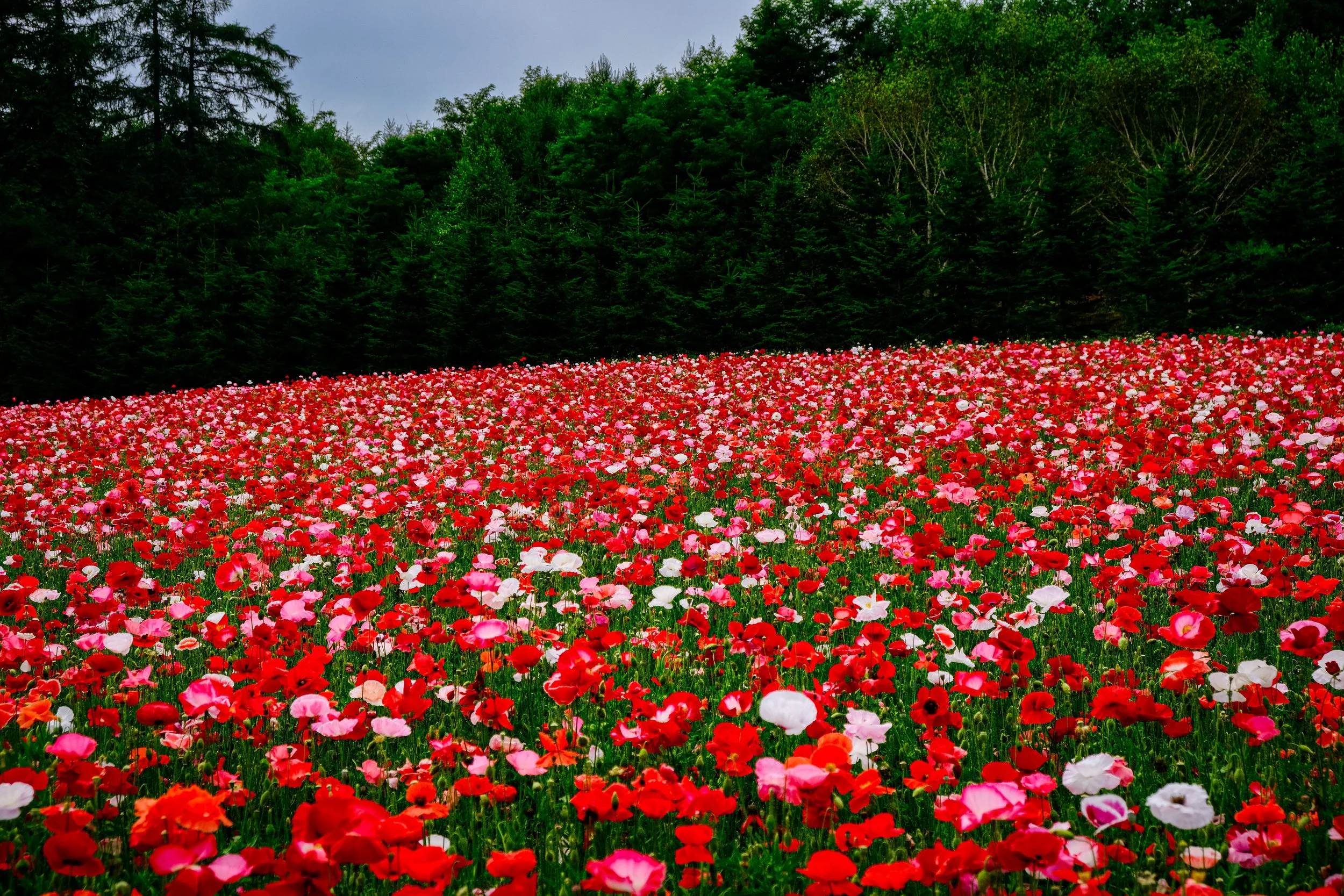 Farm Tomita - Furano, Japan