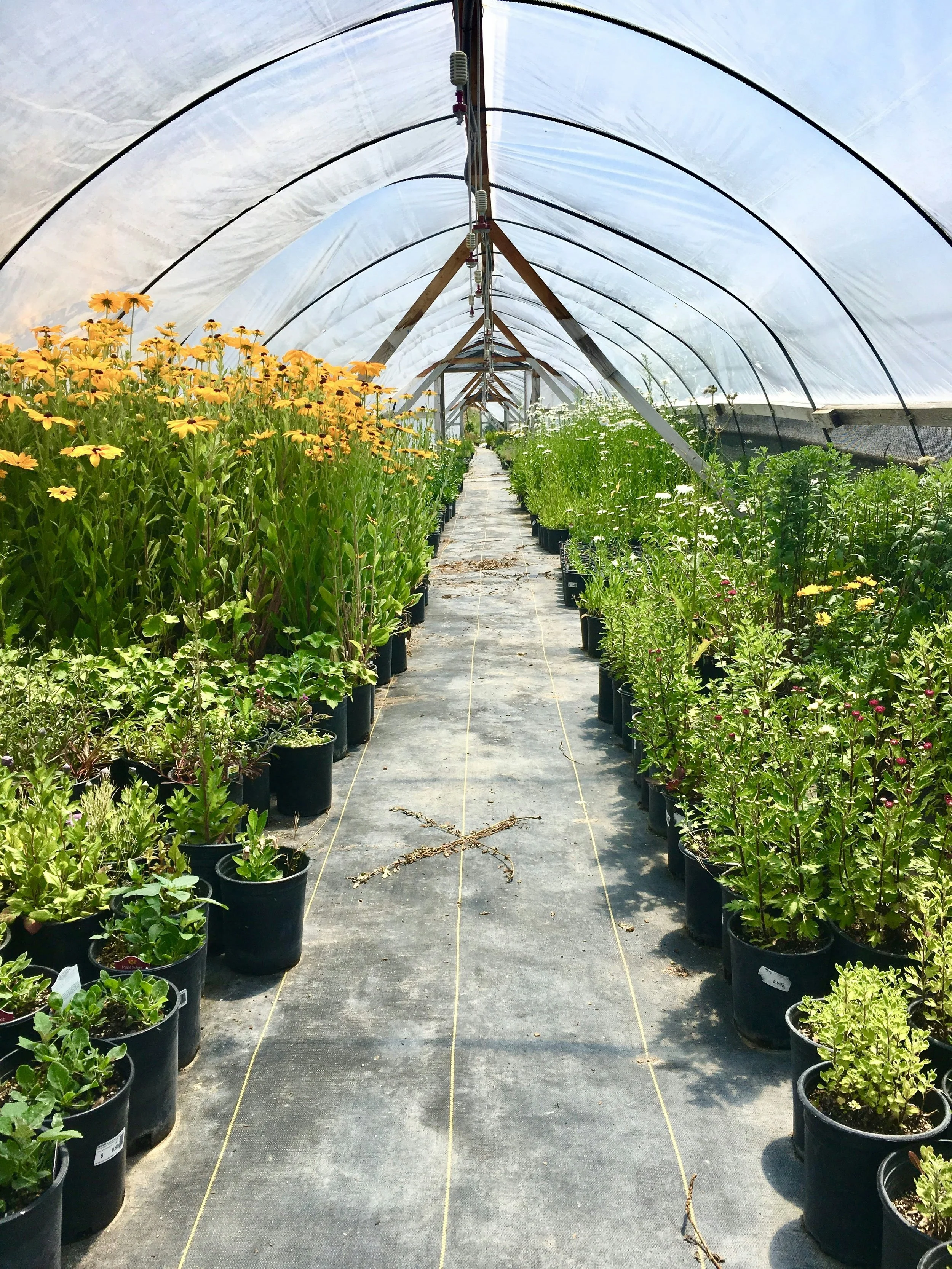 Image of nursery greenhouse lined with native plants. Did you know we can help you buy the plants you'll use in your new garden design? We work with local nurseries to help you get the best deals. We also can work with your landscape contractor.
