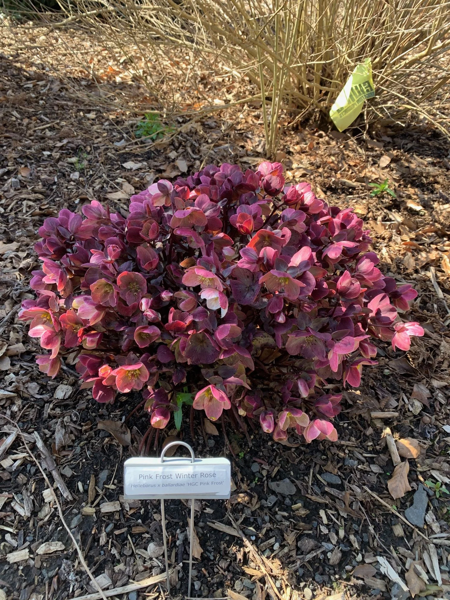 the case for hellebores