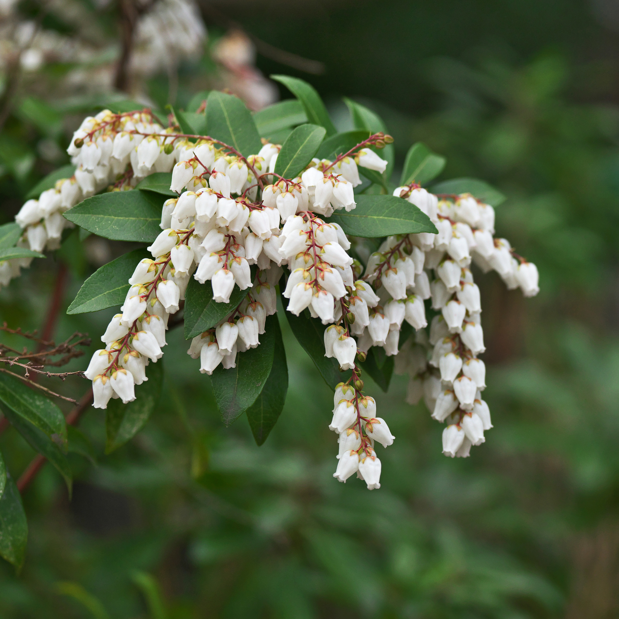 the case for pieris