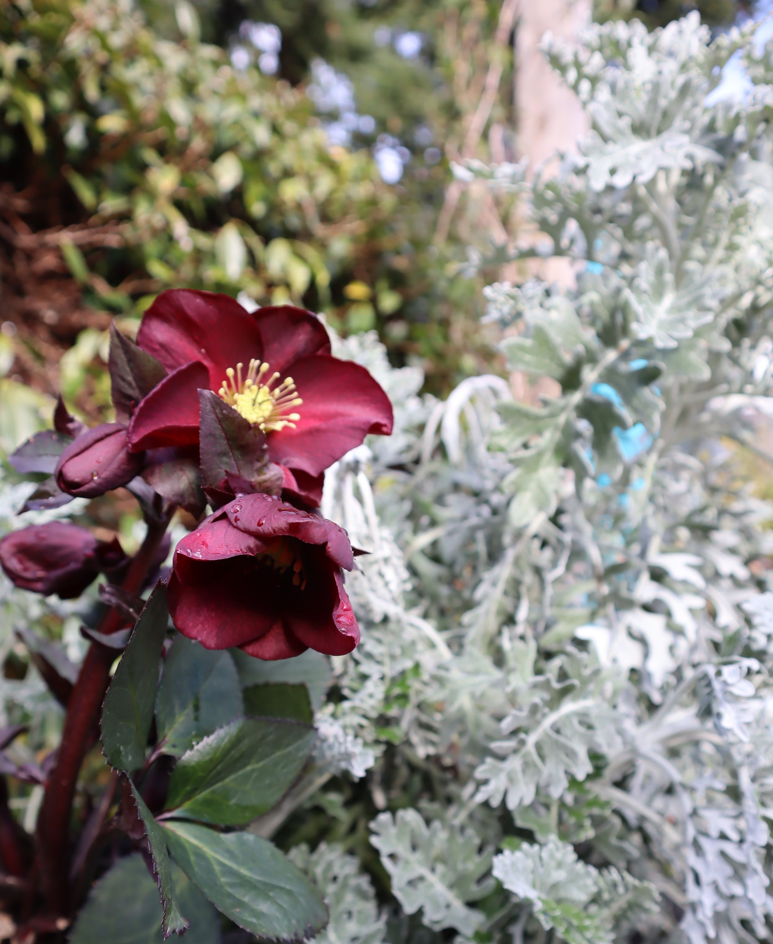 Helleborus × glandorfensis ‘Merlot’