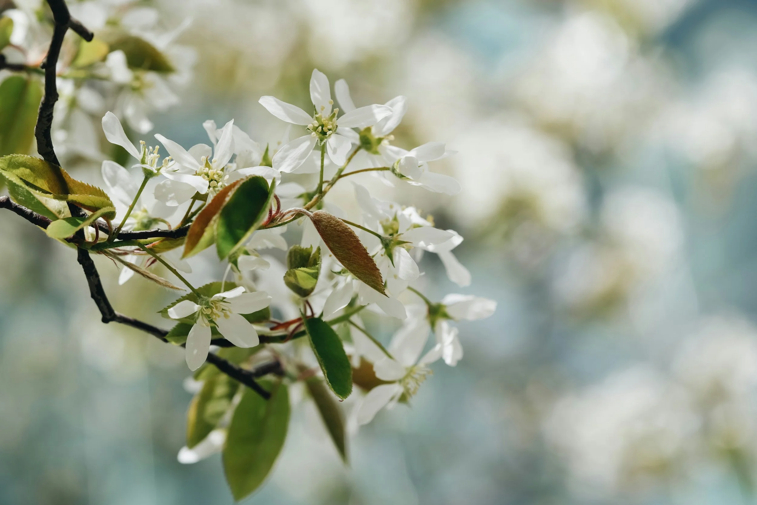 Picture of a blooming serviceberry tree. This is one of our favorite native plants to use in our garden design projects in the portland oregon area.