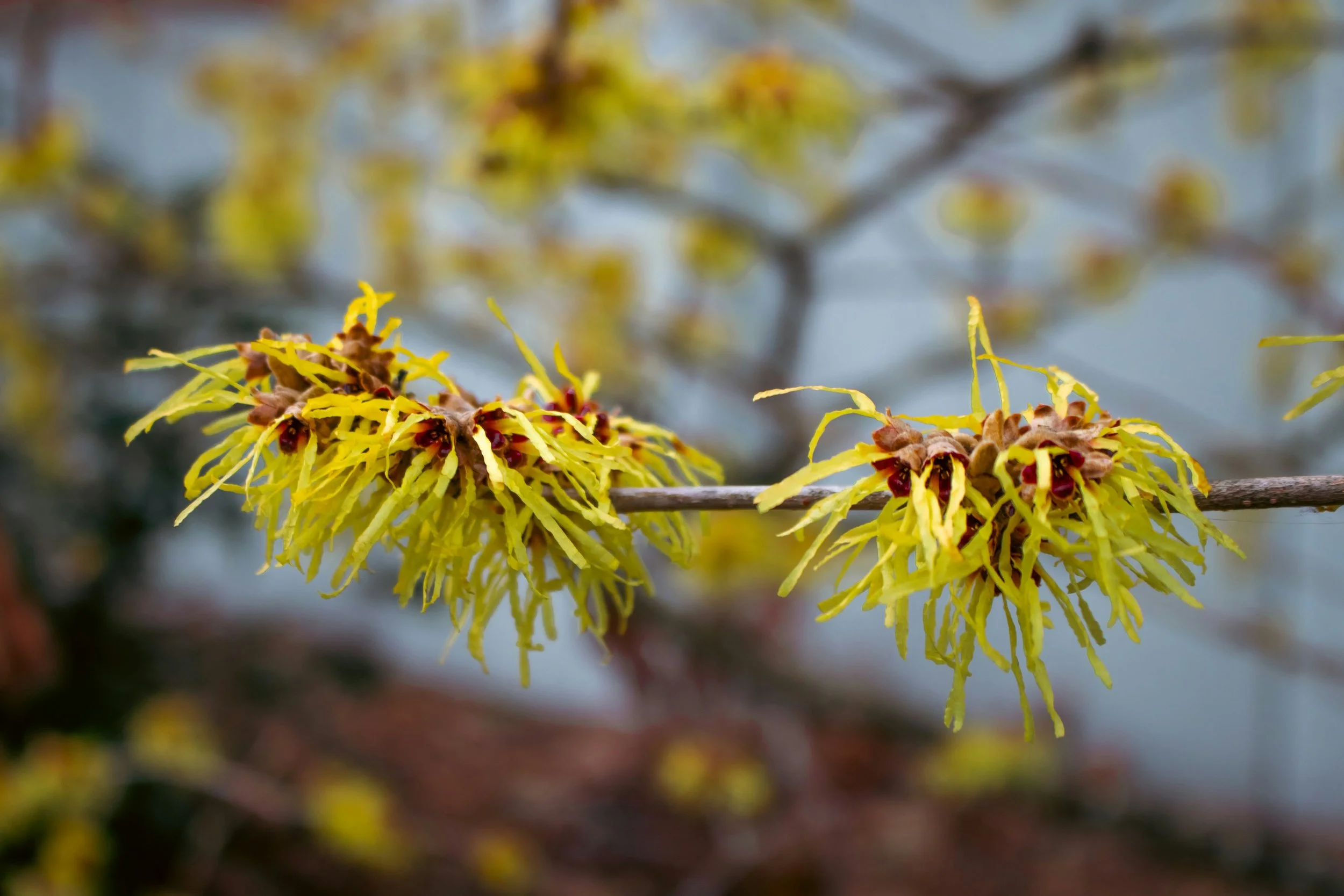 Picture of Witch-hazel flower. We love using Witch-hazel in our winter garden designs so that you have year round interest. These fragrant plants also attract pollinators to your garden. Every garden design needs year round interest.