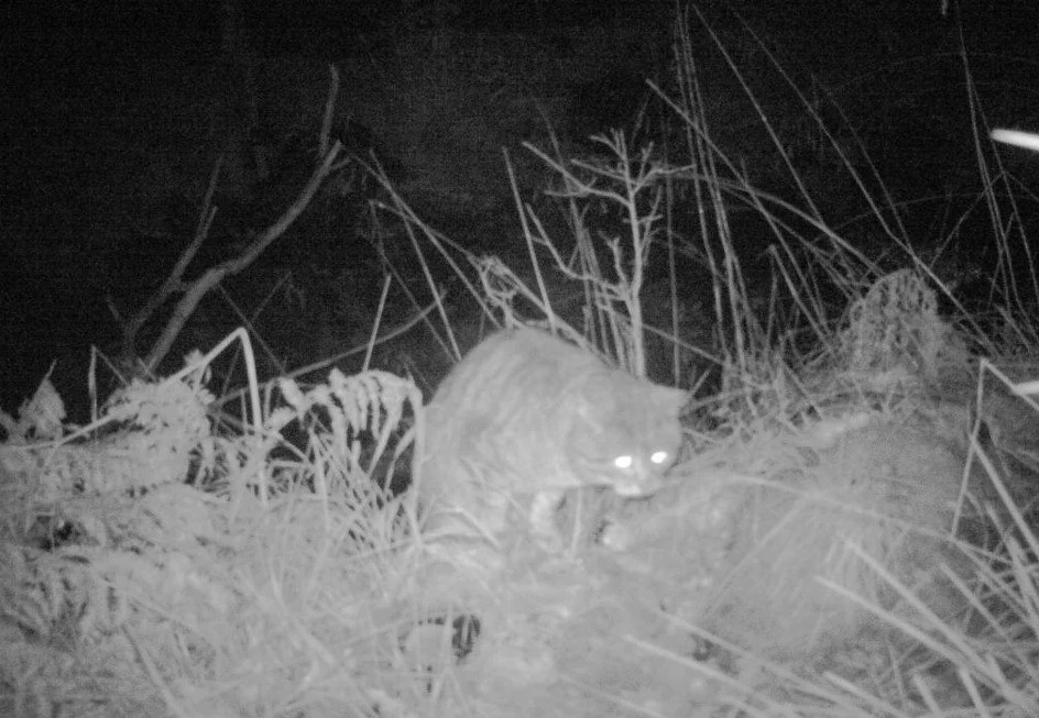 Night Video Footage of a Scottish Wildcat