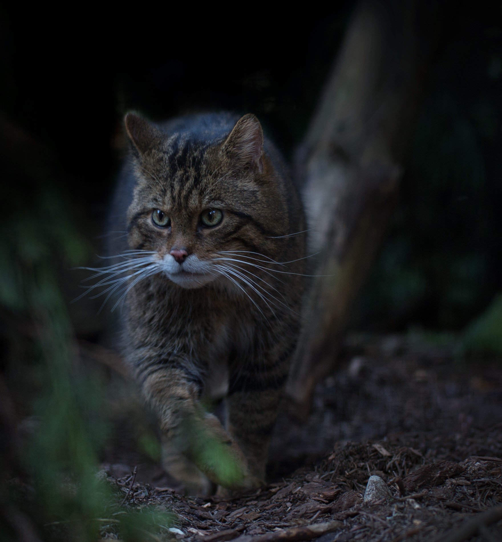 Scottish Wildcat in the Wild