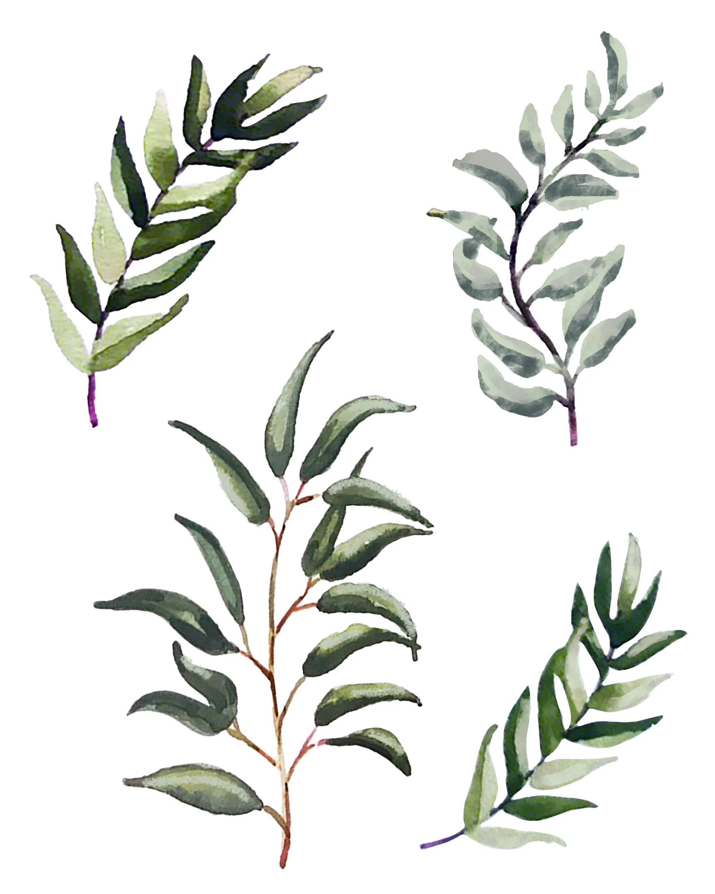 Olive branches new.jpg